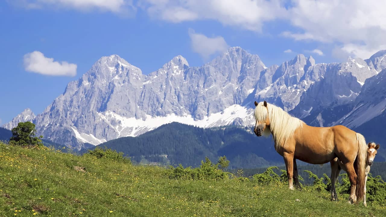 haflingerhästar Steiermark Schladming grupp konferens vandra