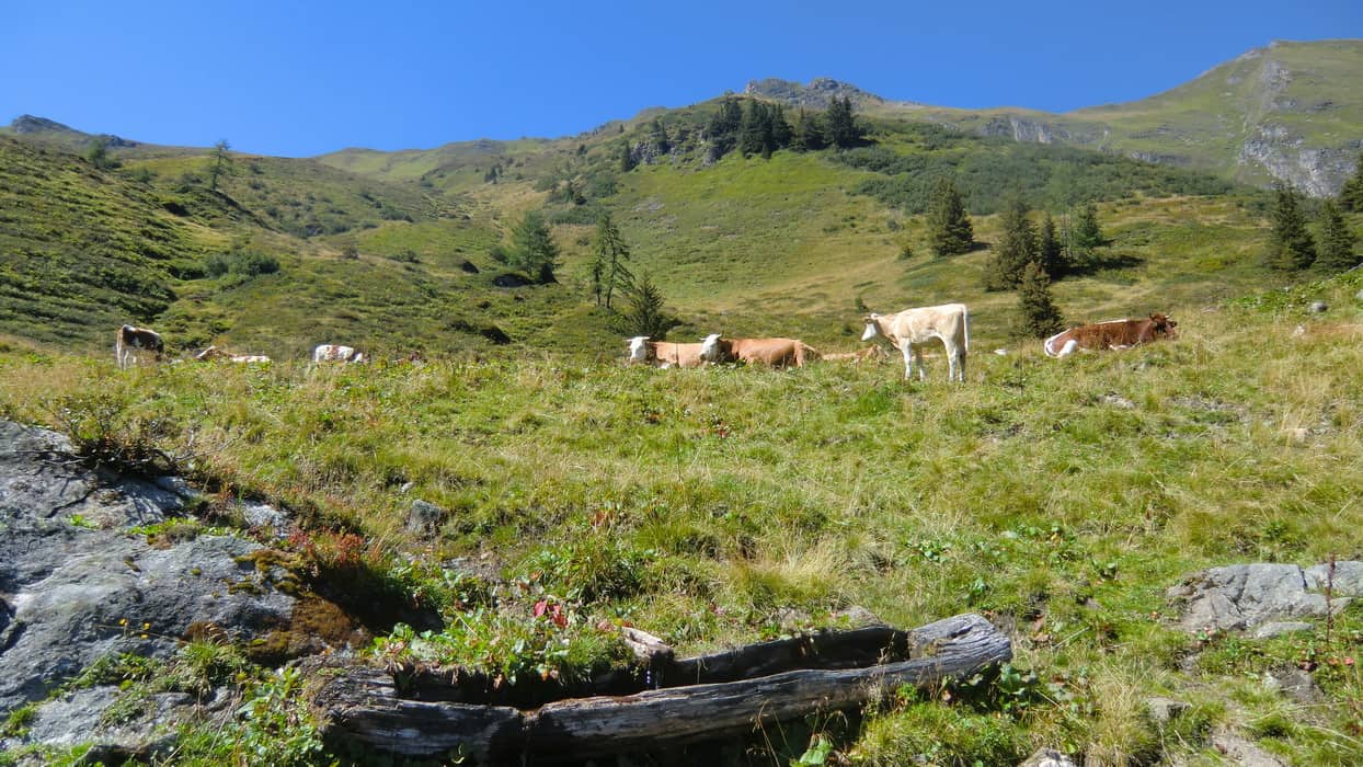 Kor i Gasteinerdalen © SLTG