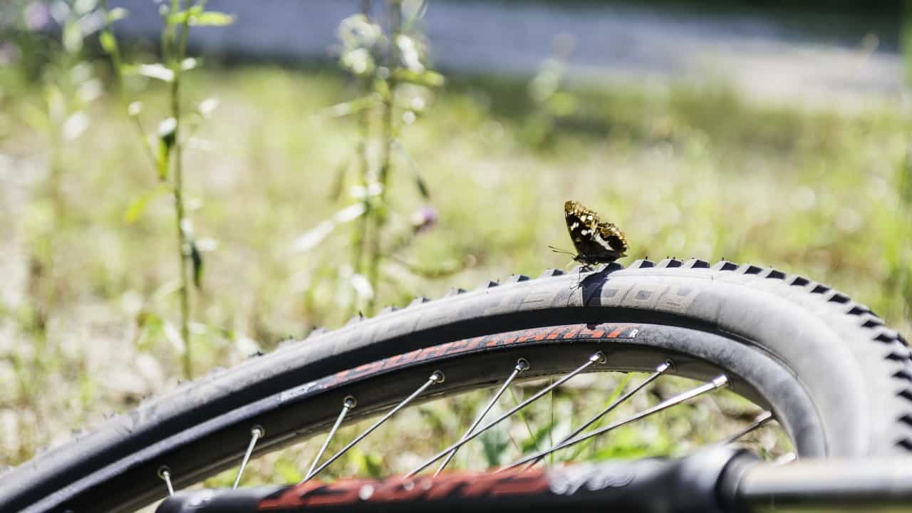 Fjäril MTB cykel © Austria Travel - Thungren