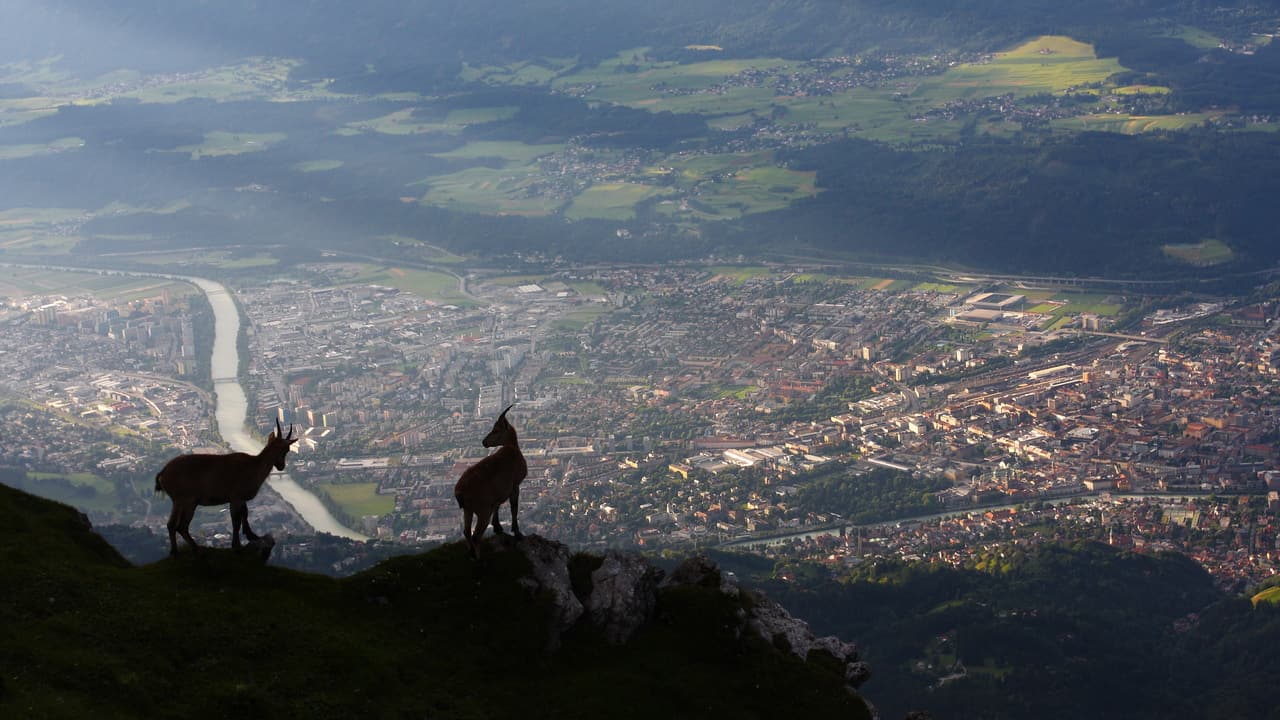 Unga stenbockar Capra ibex Innsbruck © Centurioni - With permission