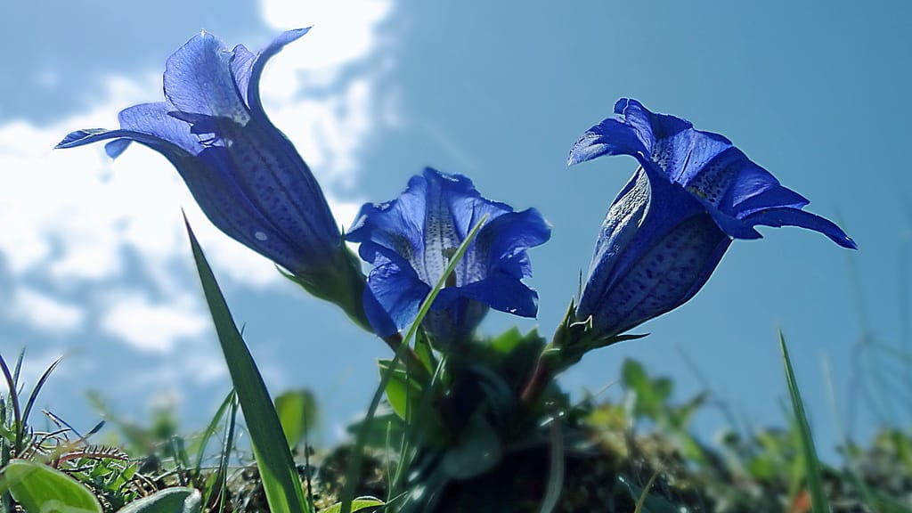 Alpgentiana Stengelloser Enzian