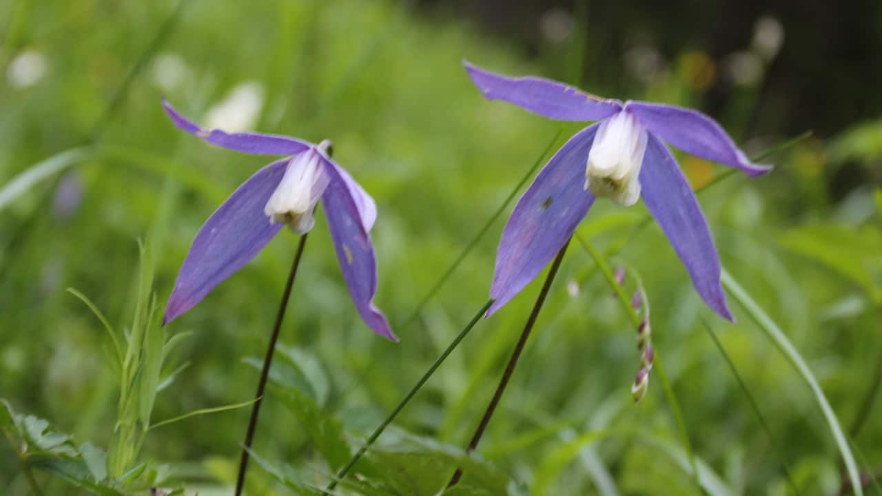 Alpklematis Alpen-Waldrebe Semester i Österrike