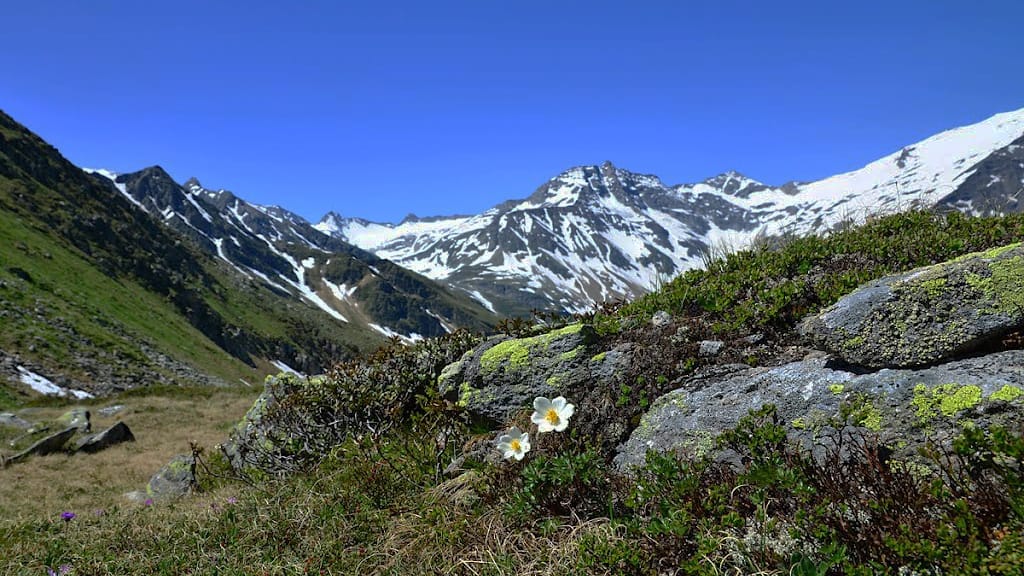 Alpsippa Alpen-Kuhschelle Bad Gastein Semester i Österrike