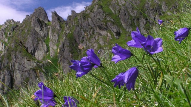 Blåklocka - Glockenblume
