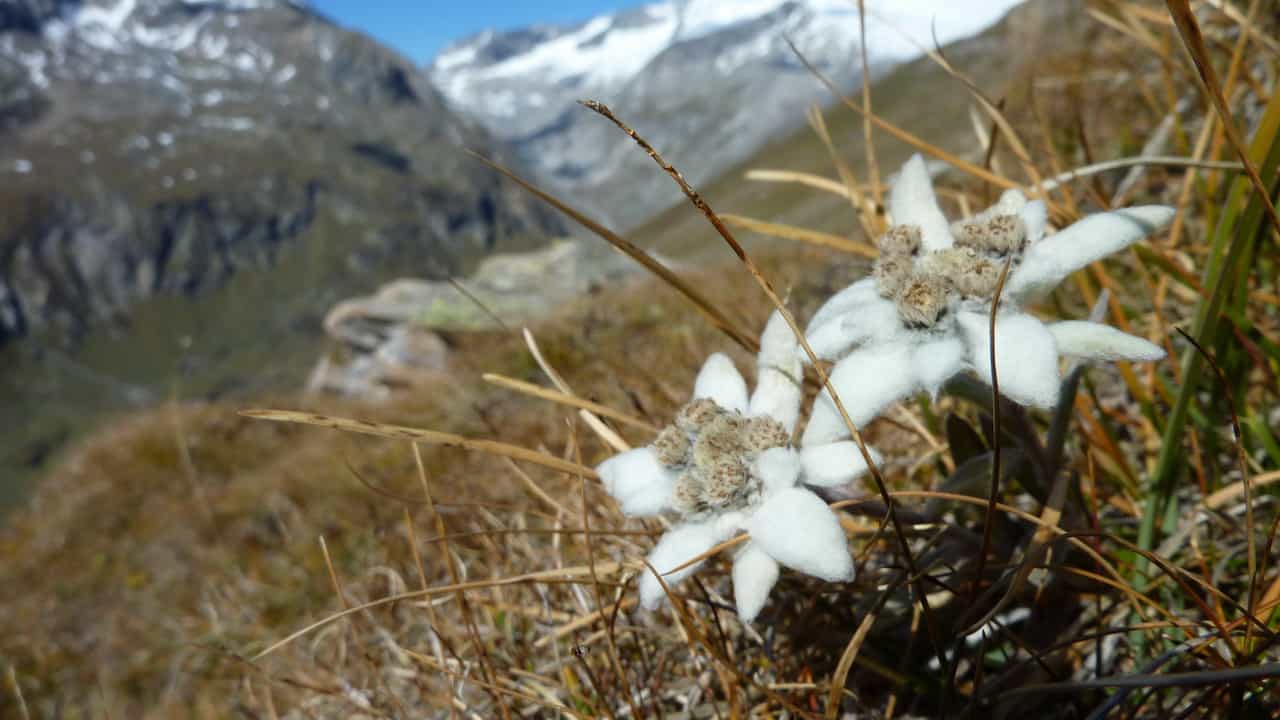 Edelweiss i Österrike