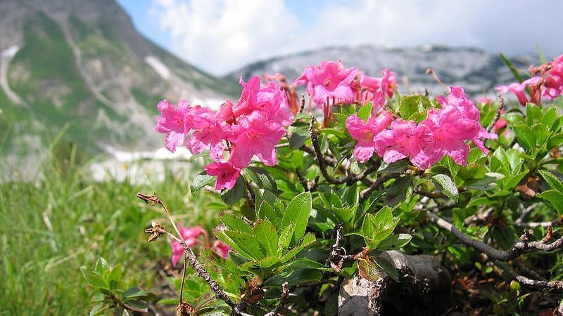 Hårig alpros - behaarte Alpenrose Semester i Österrike