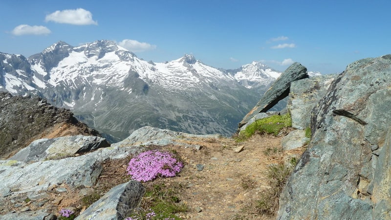 Purpurbräcka - Roter Steinbrech - på toppen Rotbachlspitze 2013 © Austria Travel - Rusner