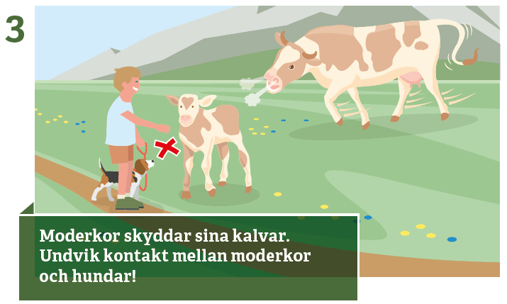 3. Undvik kontakt med moderkor och kalvar