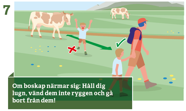 7. Håll dig lugn när kor närmar sig