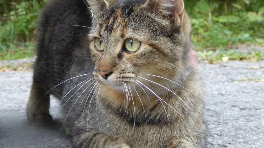Katt Katze Lechweg