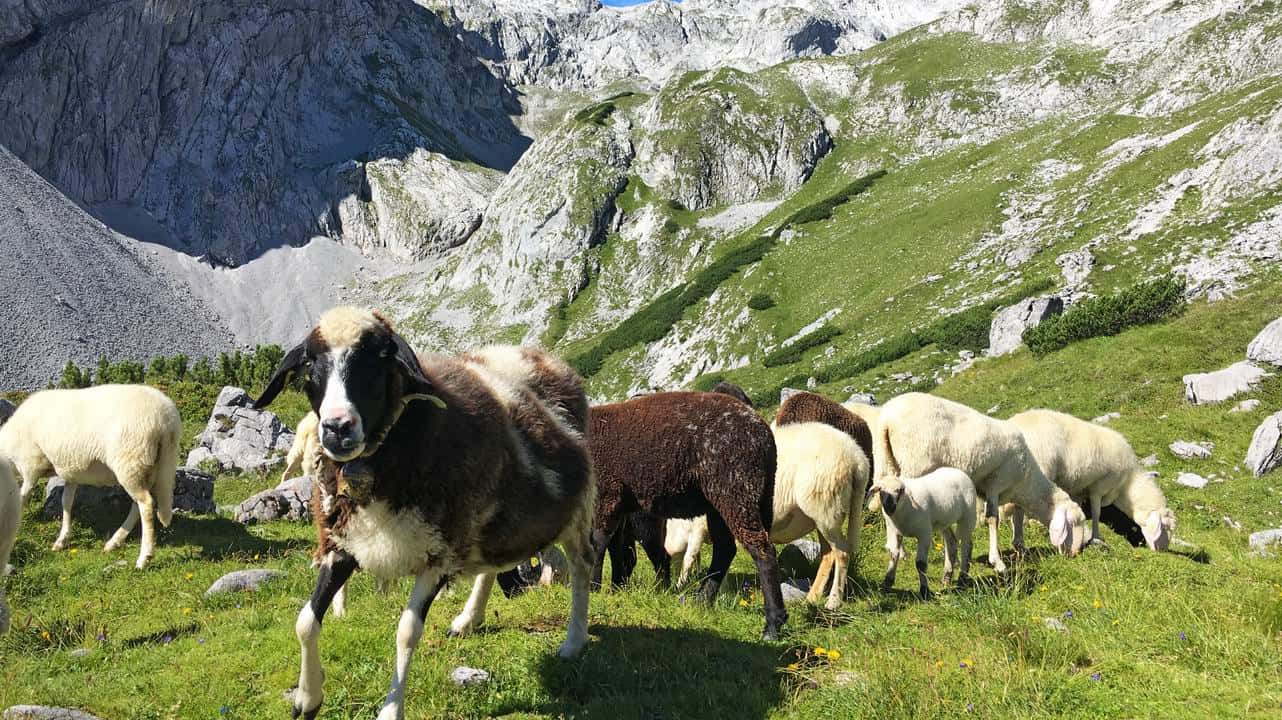 Vandring från Bayern till Österrike får lamm