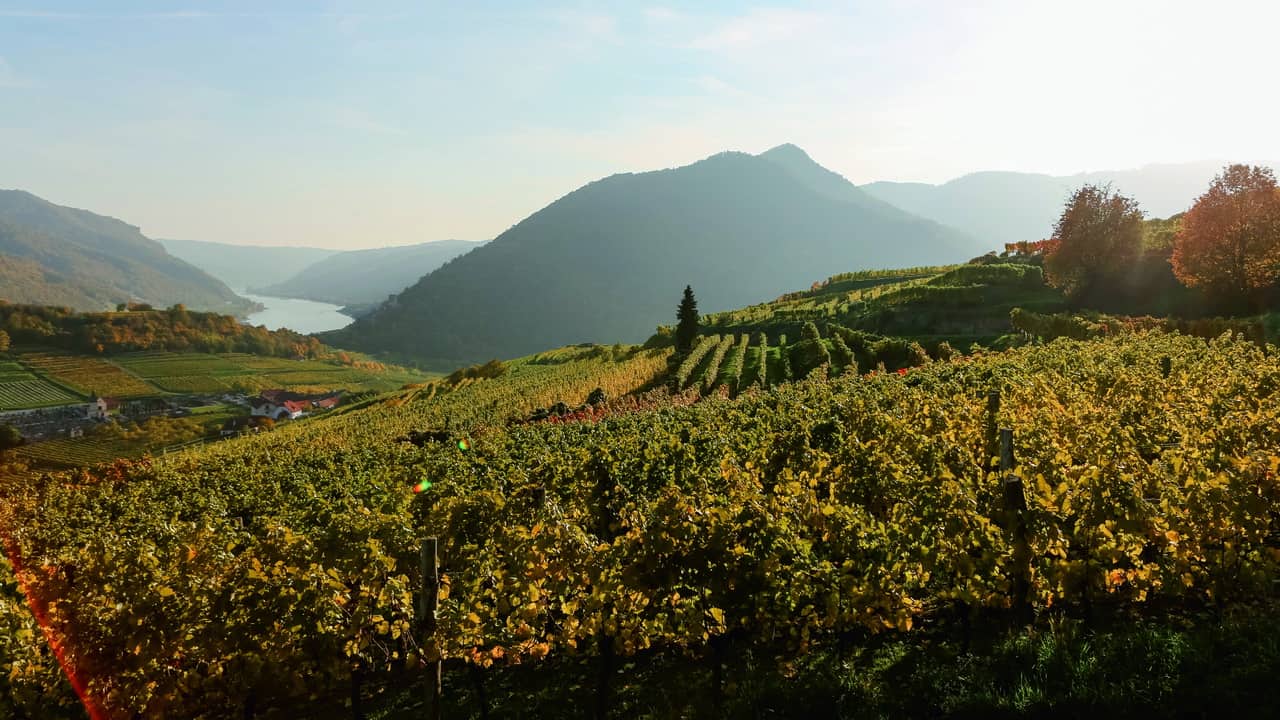 Höst vingårdarna vandring Wachau World Heritage Trail